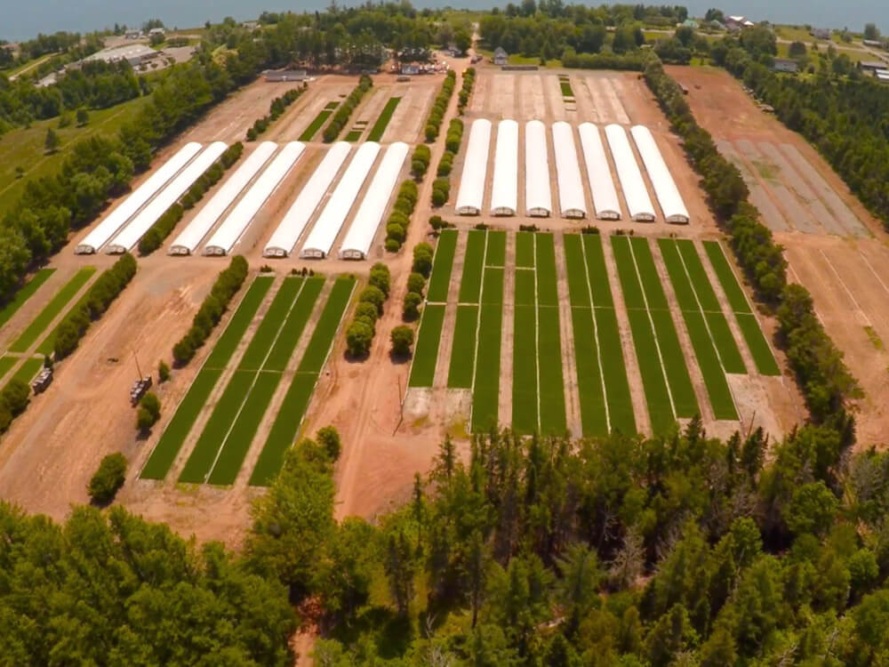 Vue aérienne des pépinières SARGIM avec tunnels et champs de plants