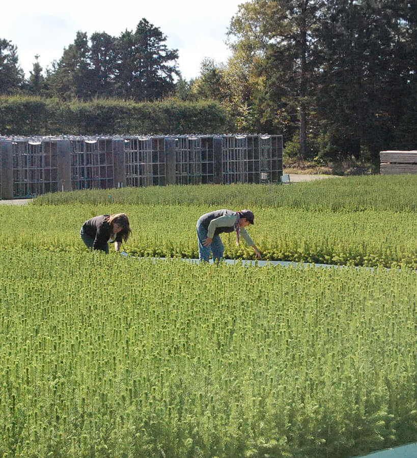 Équipe SARGIM inspectant les plants en champ