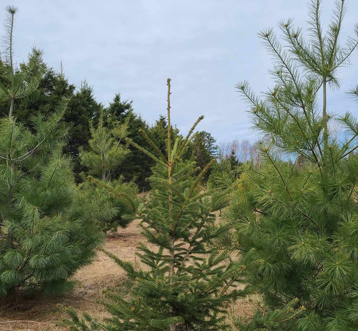 Jeunes sapins en croissance dans une plantation SARGIM