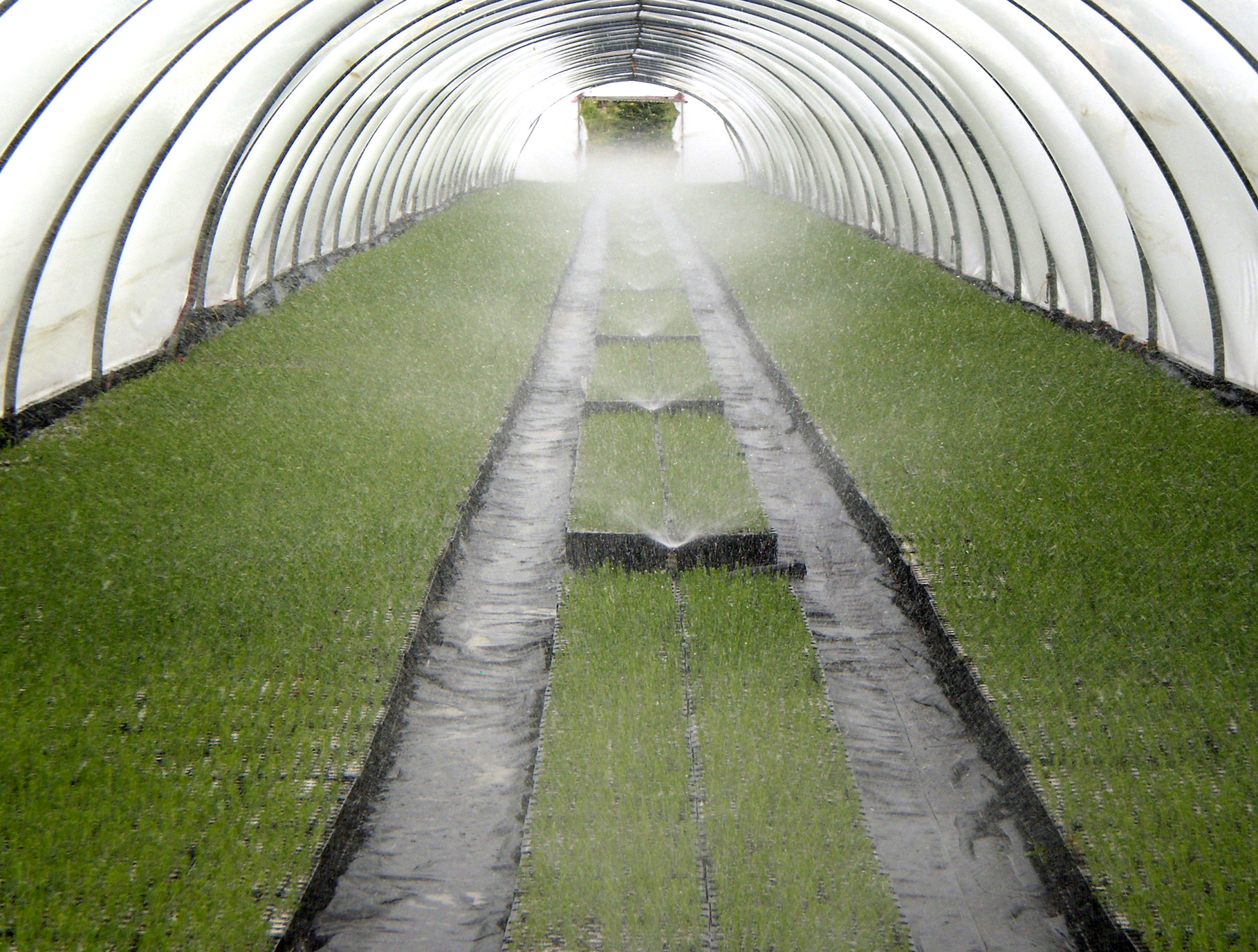 Pépinière et plants forestiers SARGIM