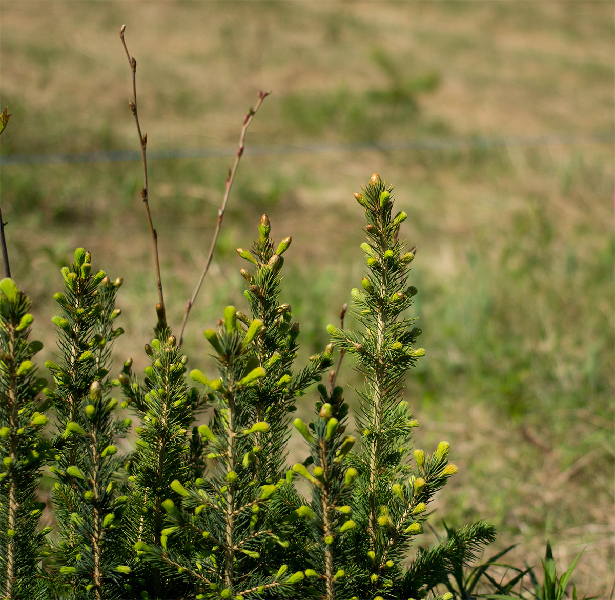 Pépinière et plants forestiers SARGIM