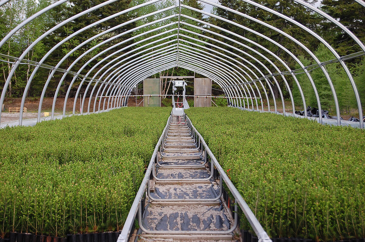 Intérieur d'une serre de production de plants forestiers