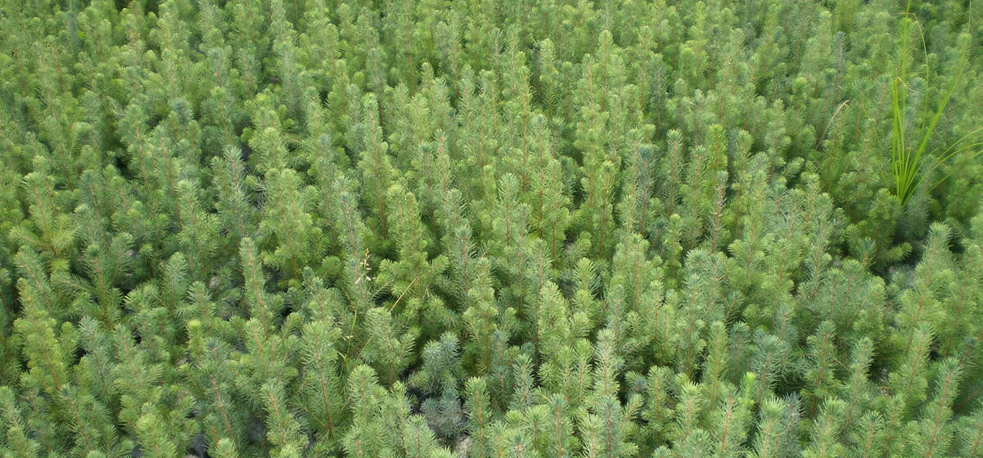 Champ de jeunes sapins régénérés par SARGIM