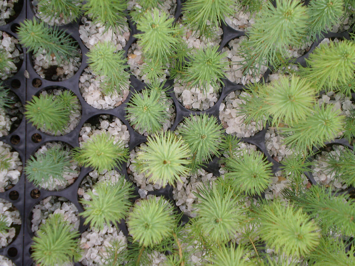 Plants forestiers et pépinière SARGIM