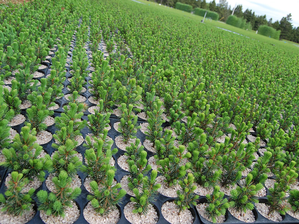 Pépinière de plants forestiers SARGIM